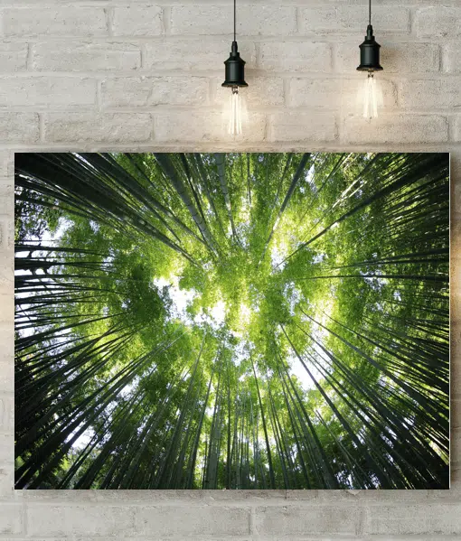 Sunlight Through The Trees Picture Canvas