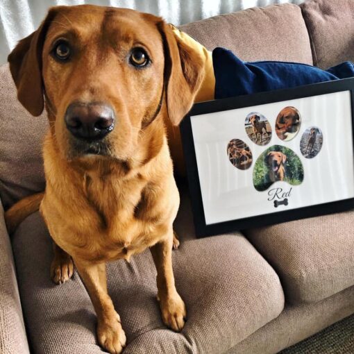 Personalised Dog Paw Photo Collage Frame – Dog Lover Gift Animal Prints